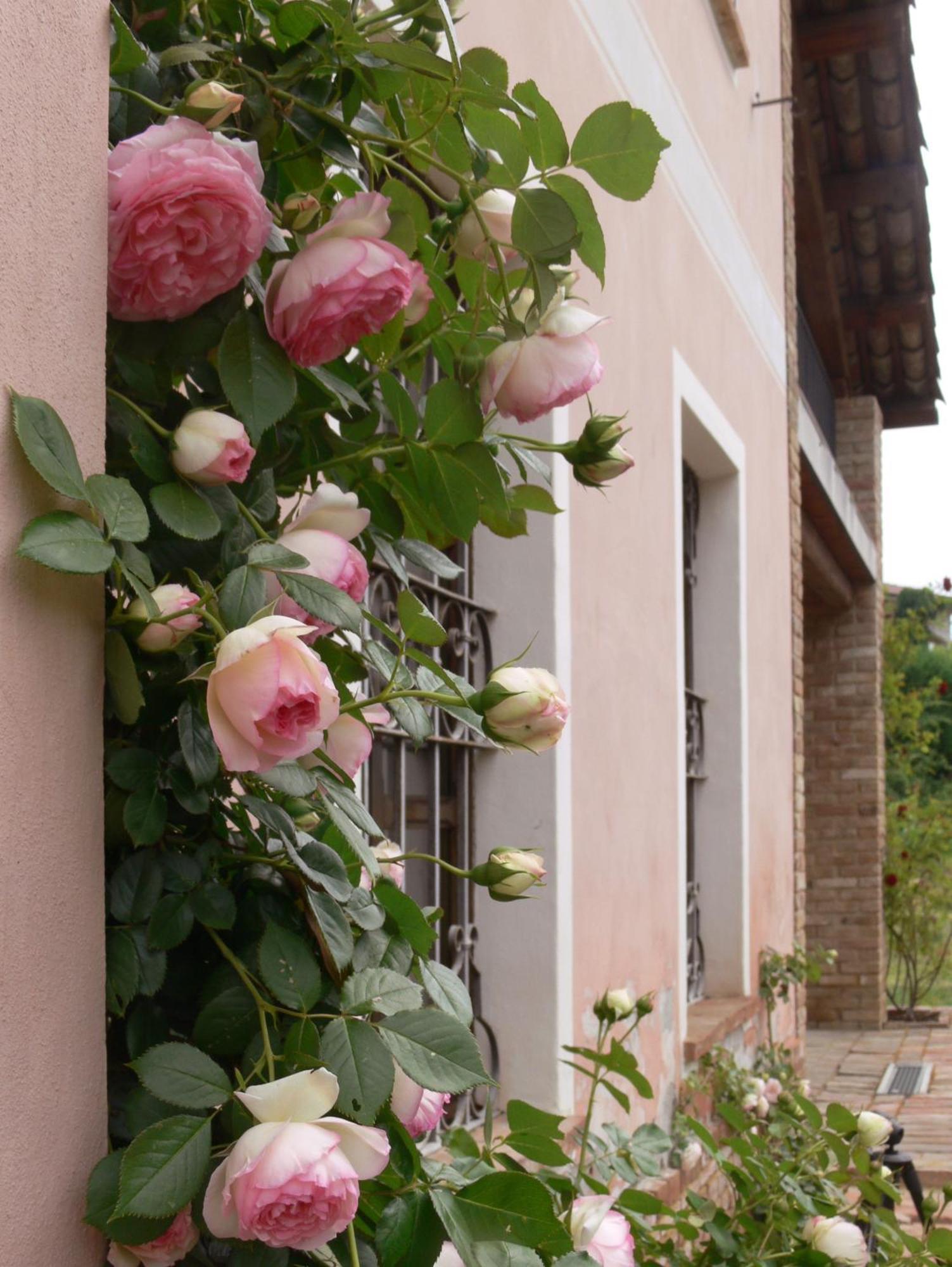 Casa Isabella Vendégház Vaglio Serra Kültér fotó